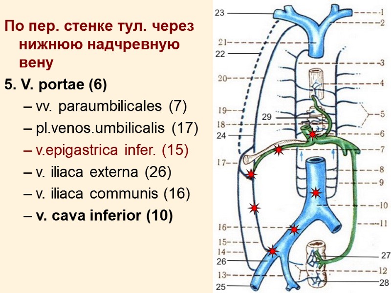 16 По пер. стенке тул. через нижнюю надчревную вену 5. V. portae (6) vv.